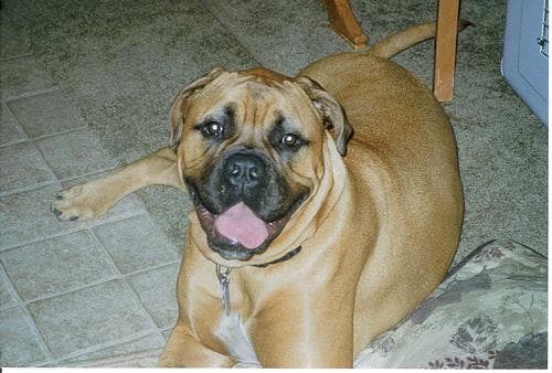 Bull Mastiff