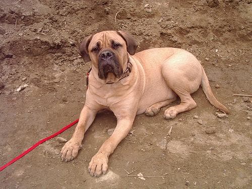 Bull Mastiff