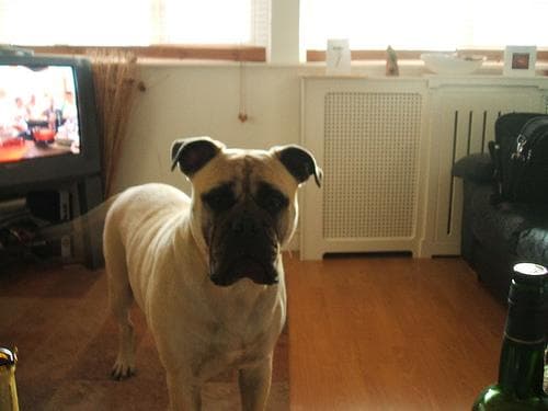 Bull Mastiff