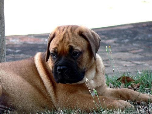 mastiff