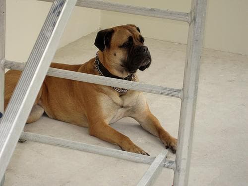 mastiff