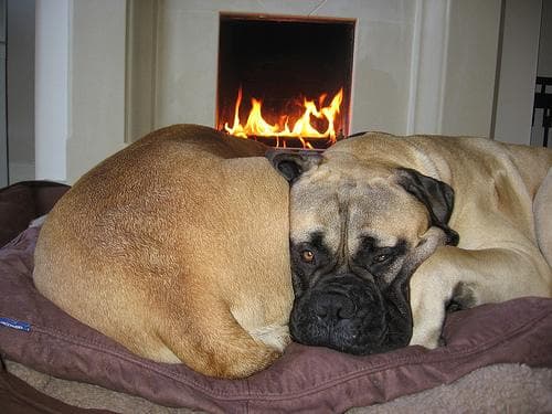 Bull Mastiff