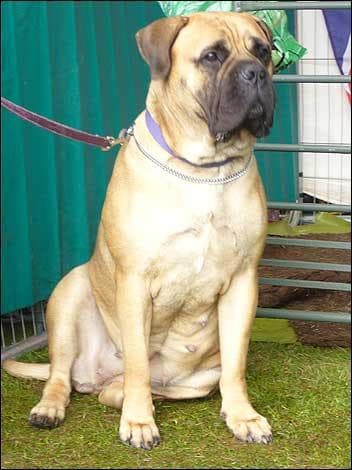 mastiff
