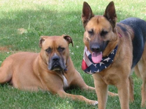 mastiff