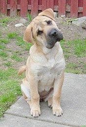Bull Mastiff