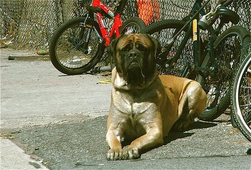 Bull Mastiff