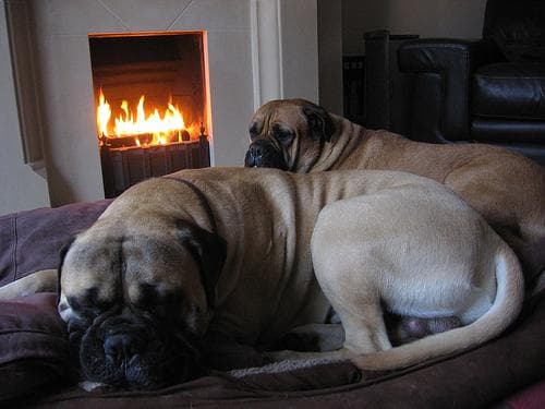 Bull Mastiff