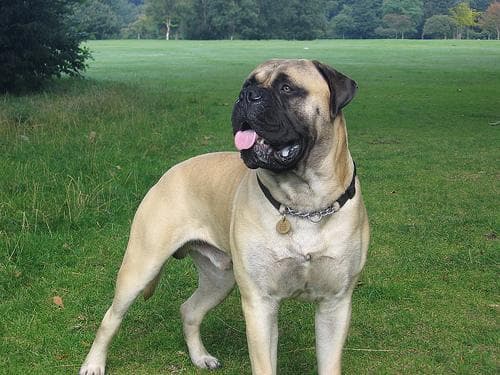 Bull Mastiff
