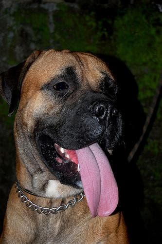 Bull Mastiff