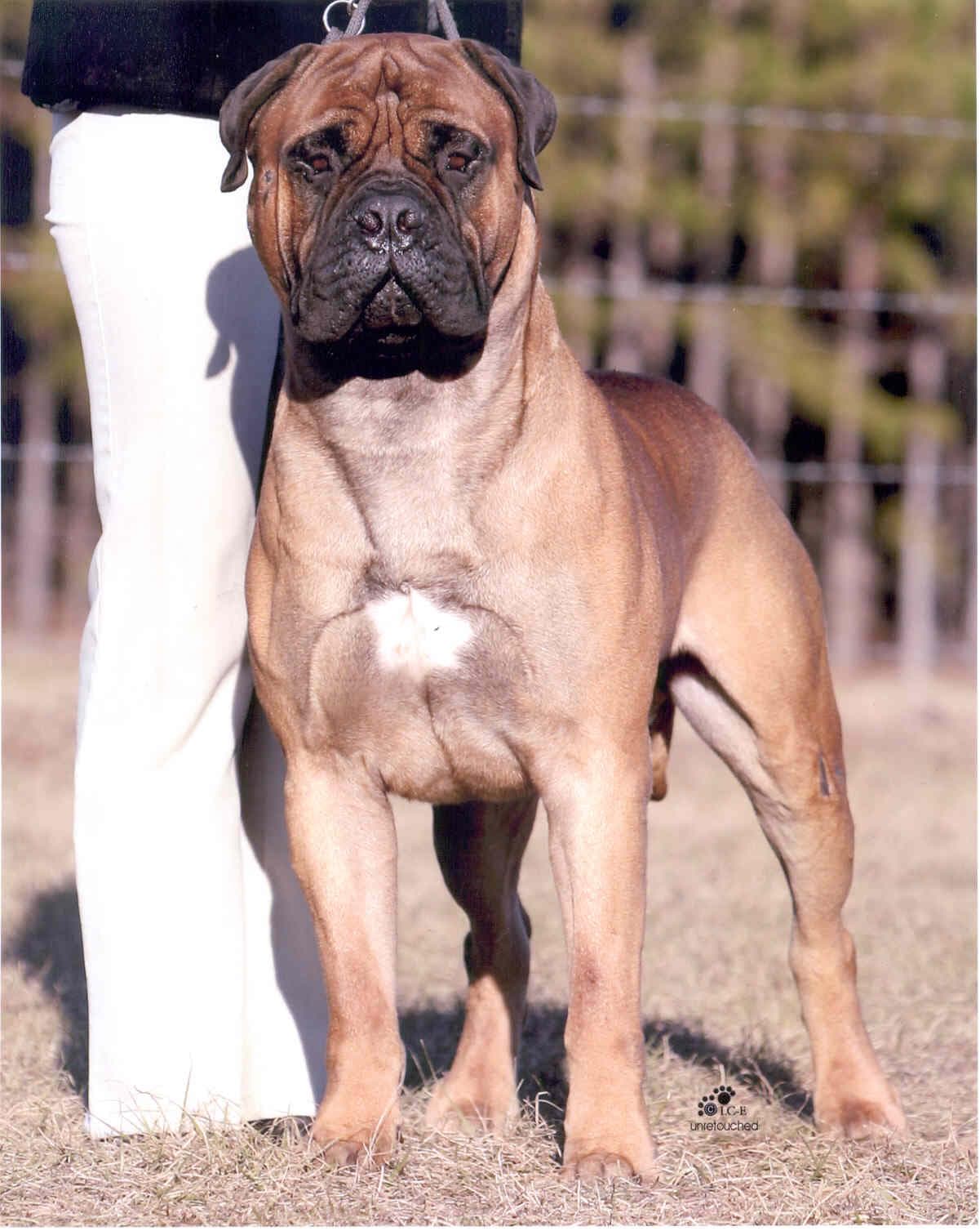 Bull Mastiff