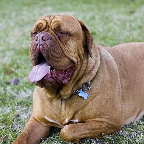 mastiff