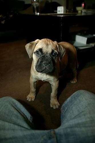 Bull Mastiff