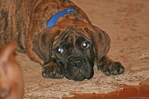 Bull Mastiff