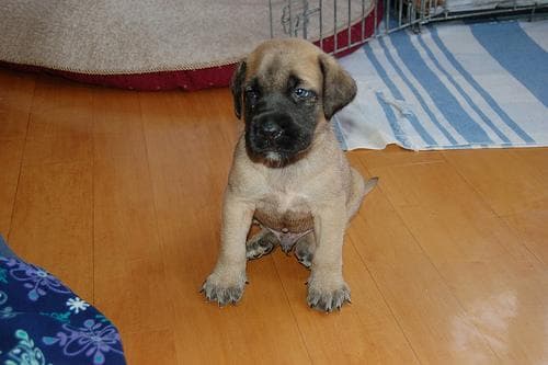 mastiff