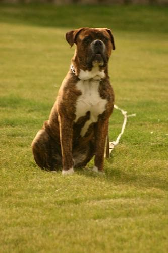 Bull Mastiff