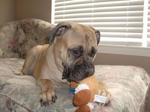 Bull Mastiff