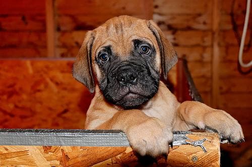 Bull Mastiff