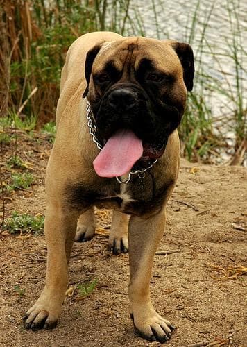 Bull Mastiff