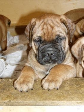 mastiff