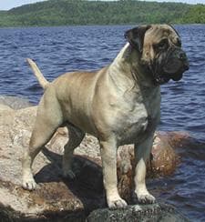 Bull Mastiff