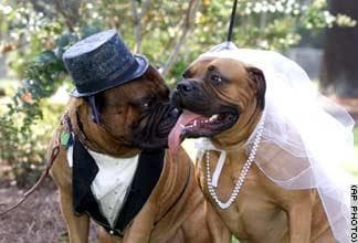 Bull Mastiff