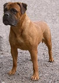 Bull Mastiff