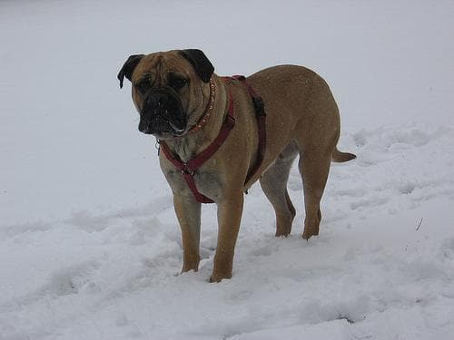 Bull Mastiff