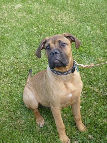 Bull Mastiff