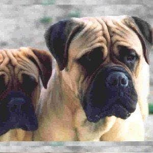 mastiff