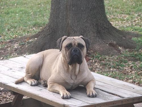 Bull Mastiff