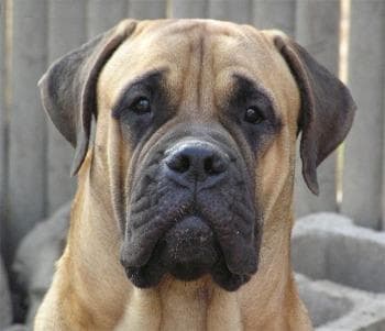 mastiff