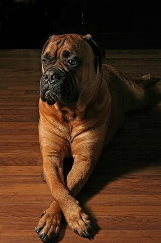 Bull Mastiff