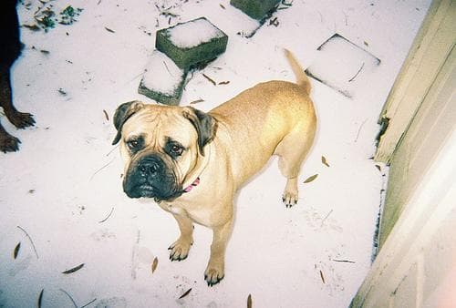 mastiff
