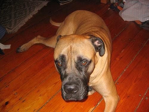 Bull Mastiff