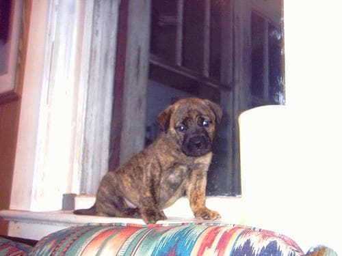 Bull Mastiff
