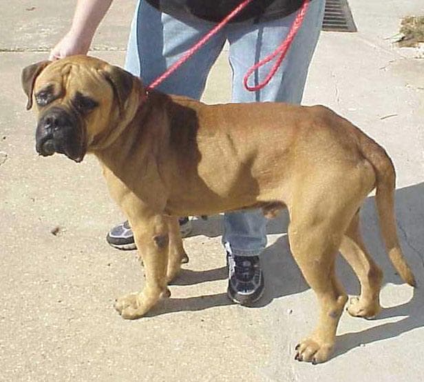 Bull Mastiff