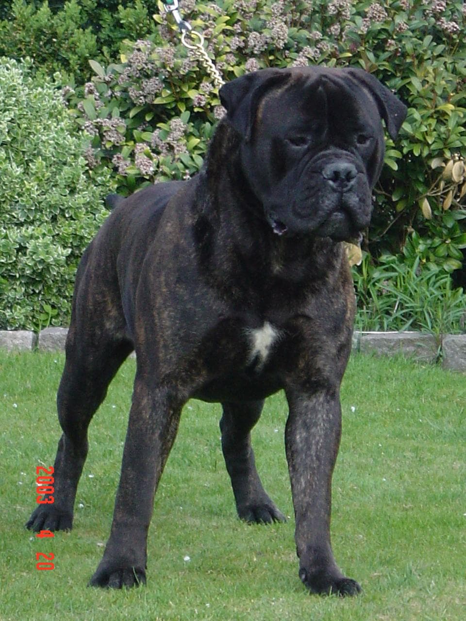 mastiff