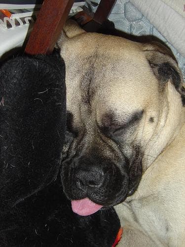 Bull Mastiff