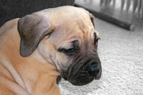 Bull Mastiff