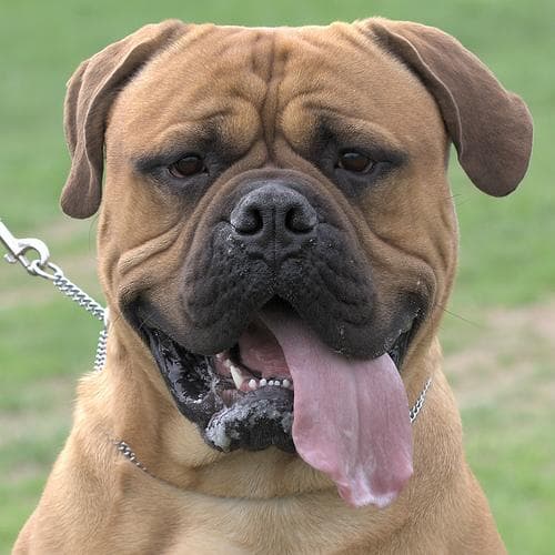 Bull Mastiff