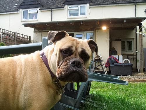Bull Mastiff