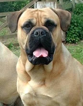Bull Mastiff