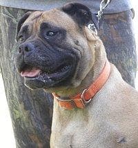 Bull Mastiff