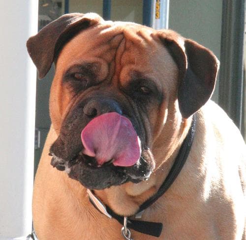 Bull Mastiff