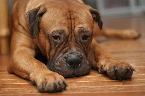 Bull Mastiff