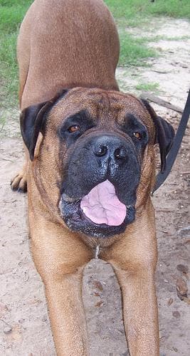 Bull Mastiff