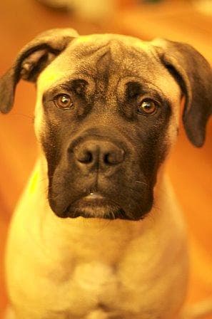 Bull Mastiff