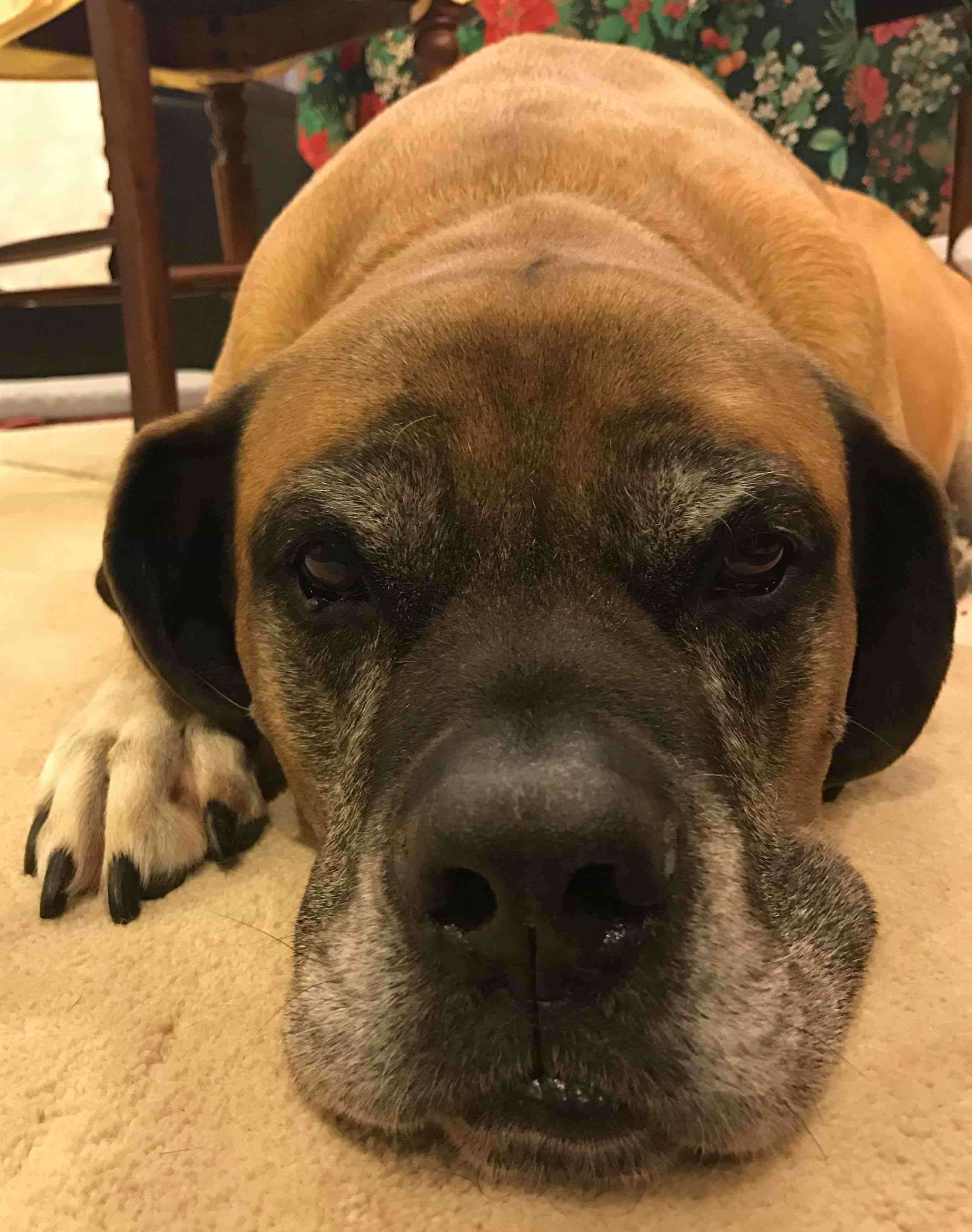 English Mastiff