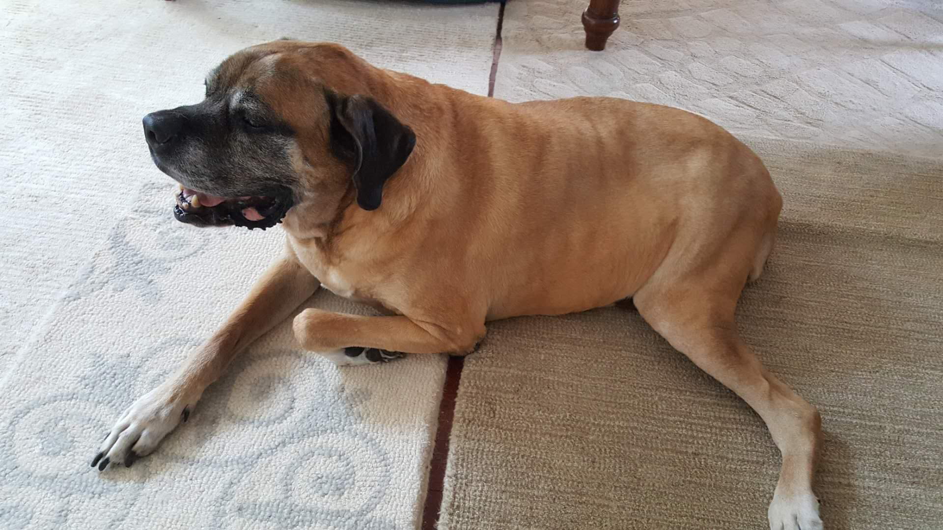 English Mastiff