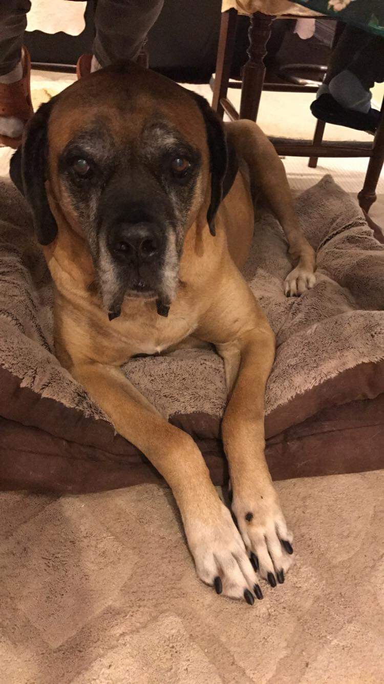 English Mastiff